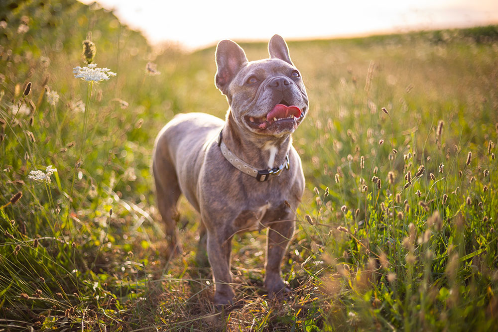 portrait de chien boxer dans champ de fleurs lisa mazeau photographe professionnelle gironde