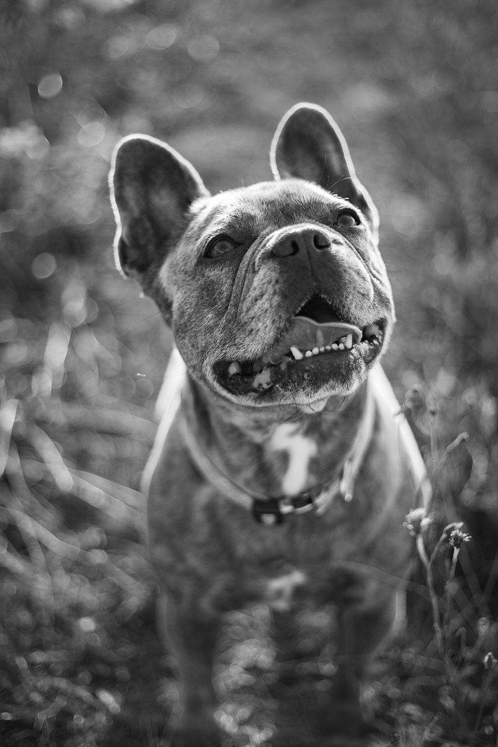 portrait de chien boxer lisa mazeau photographe professionnelle gironde
