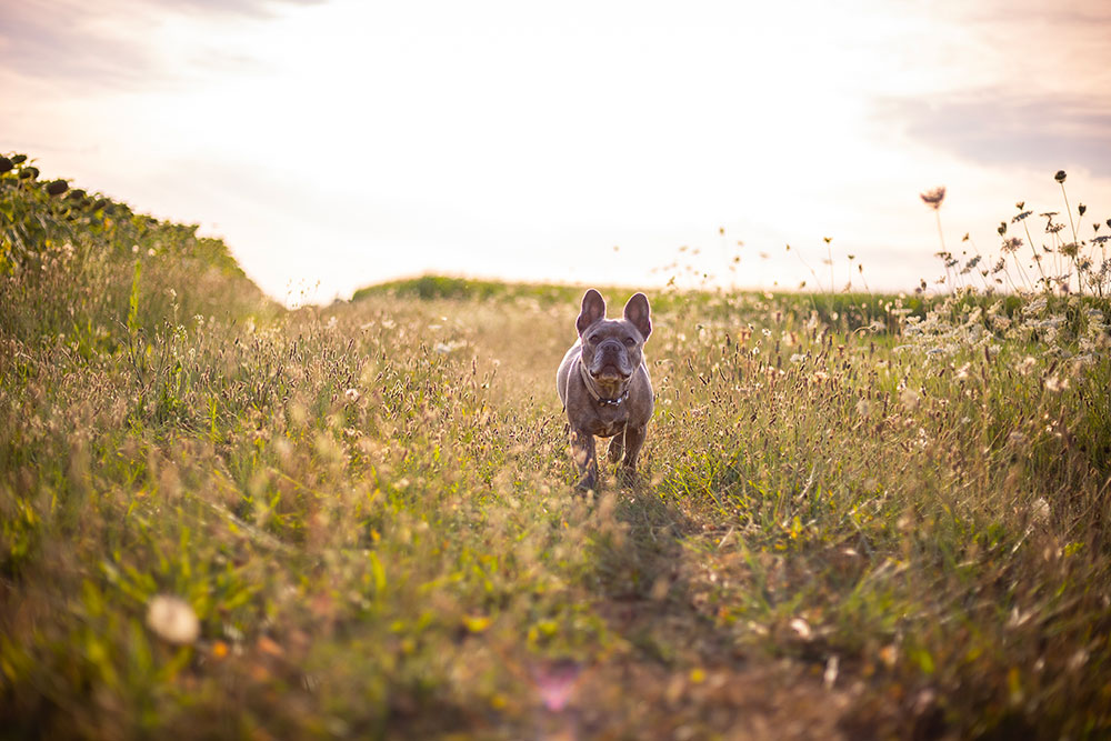 chien boxer qui court dans un champ de fleur lisa mazeau photographe professionnelle gironde