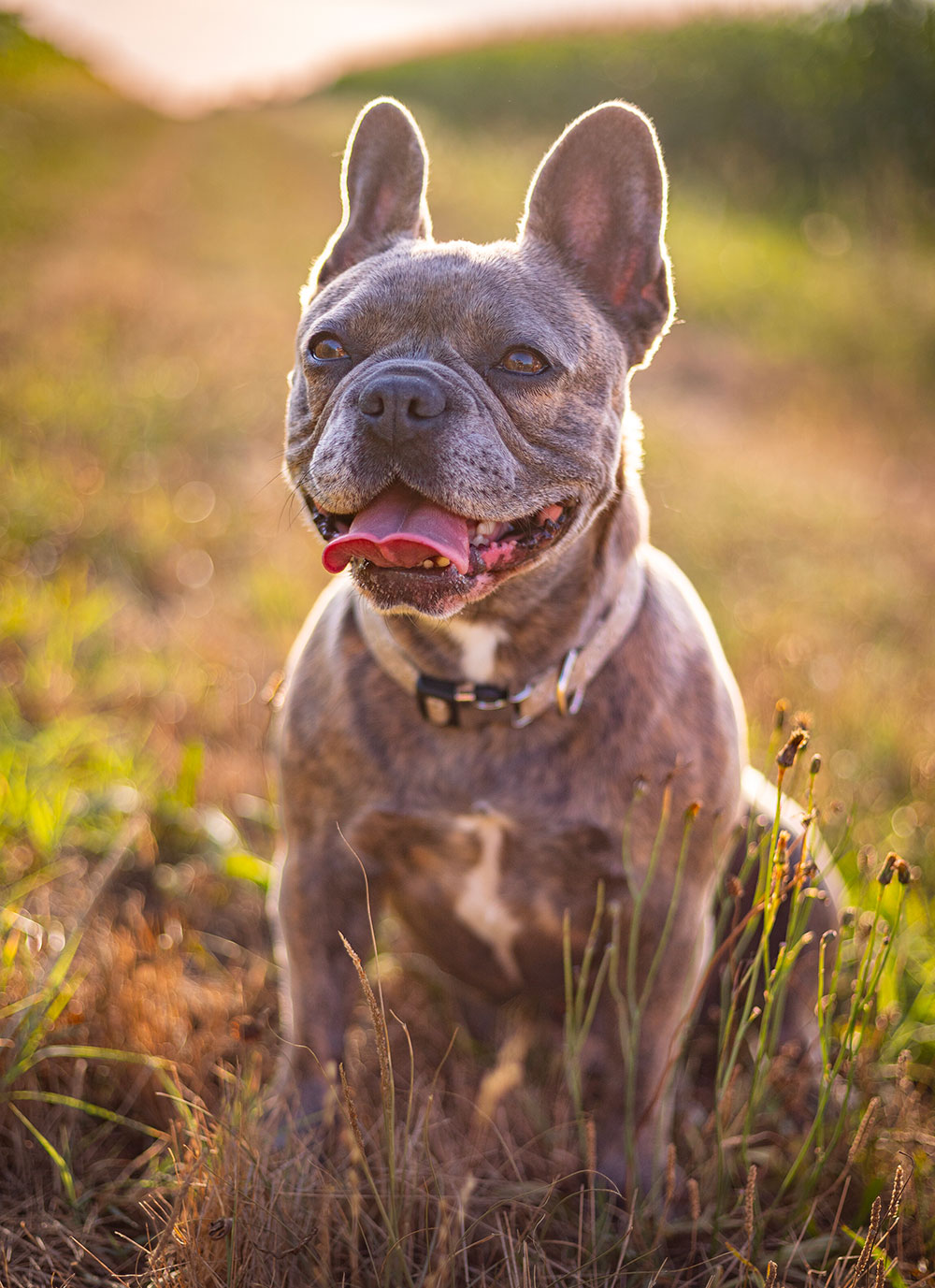 chien boxer assis qui tire la langue lisa mazeau photographe professionnelle gironde