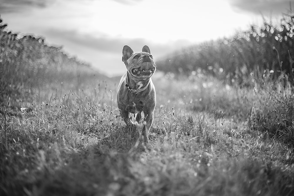 chien boxer qui court dans les champs lisa mazeau photographe professionnelle gironde