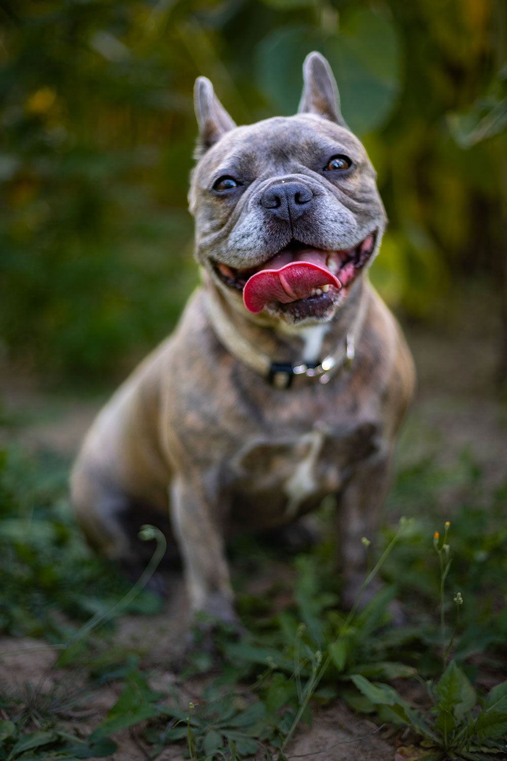 photo chien boxer assis lisa mazeau photographe professionnelle gironde